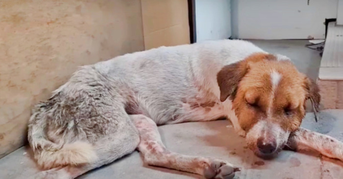  The stray battled so hard that she collapsed in front of a convenience store’s steps
