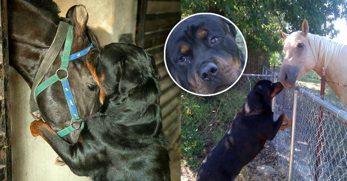  Sweet and lovely: two adorable dogs could have saved the horses at night