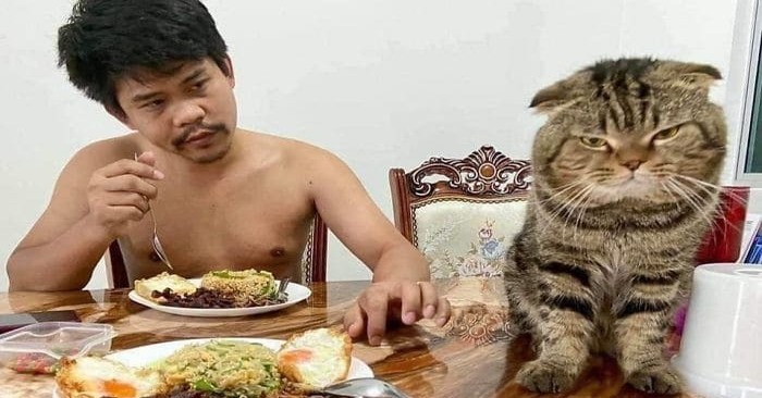  Woman alleges this cat stole her husband and provides adorable images to support her claim