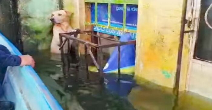  A dog was pulled from a flood while standing on his hind legs