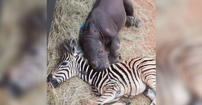  The cute story of these babies: baby zebra comforts and heals an orphaned baby rhinoceros