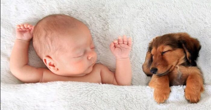  What a cute scene: the mom-to-be showed a touching moment when the dog shows interest in the baby