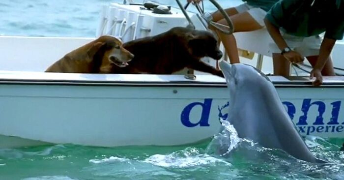  Here is an amazing scene: a magical moment of a cute dolphin jumping out of the water to kiss a dog