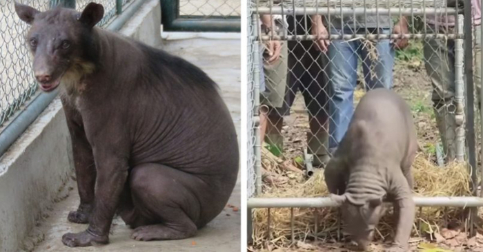  After twenty years in the circus, a mistreated bear is fortunately saved