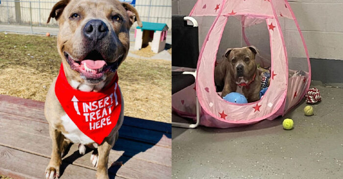  Great story: a stressed dog lived in a shelter for 1 year but then a volunteer helped him
