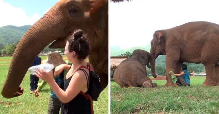  Lovely scene: this cute elephant falls asleep every time her caretaker sings