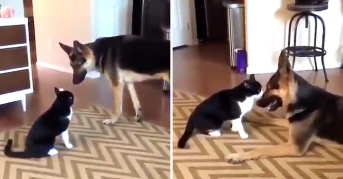  Beautiful scene: this cat pawed his dog friend all the time, it all ended in love