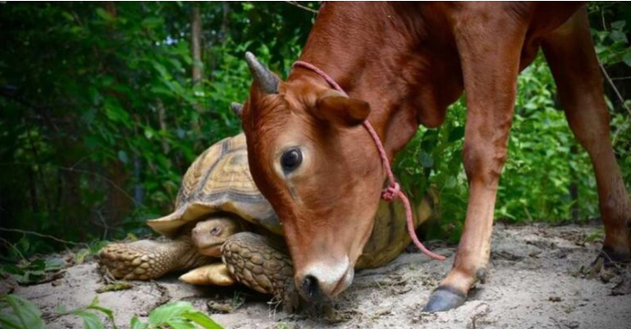  When a baby cow loses its leg, a gigantic turtle offers solace