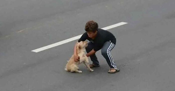  Beautiful story: this boy single-handedly stopped traffic jams to save a dog that was hit by a car