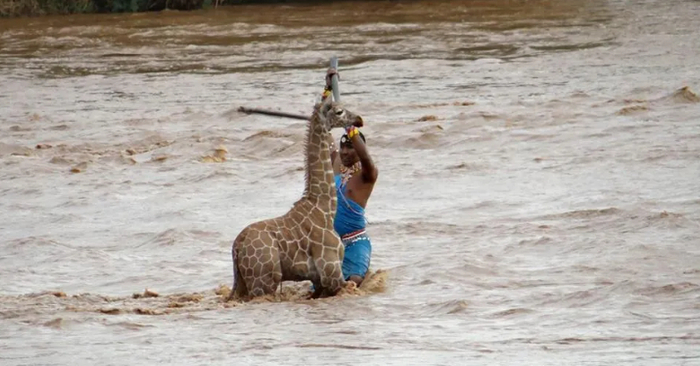  Brave people risked their lives to save the newborn giraffe from drowning