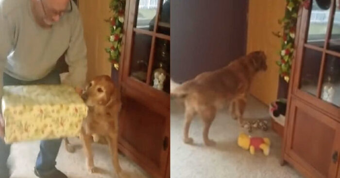  Cute scene: a golden retriever has the most beautiful reaction when he meets his puppy sister