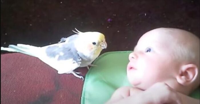  What a cute bird: this parrot sweetly sings a beautiful song to the baby so that he falls asleep peacefully