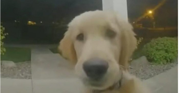  The cute puppy runs away from home and rings the doorbell to return