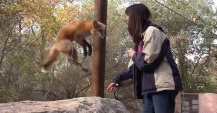  When the caregiver offers him treats, the adorable fox reacts in the cutest way