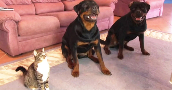  Dad shows the dogs a new trick, but the cat steals the show and takes home the ball