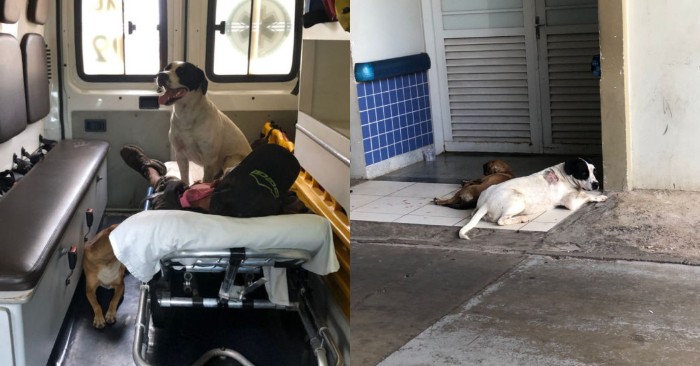  A touching story: loyal dogs do not leave the owner until he is taken to the hospital
