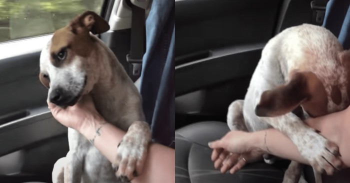  Cute scene: this puppy’s heartbreaking big thanks after a wonderful rescue