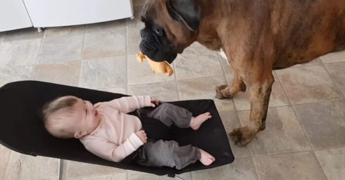  Lovely friendship: this dog and cute baby became friends forever from childhood
