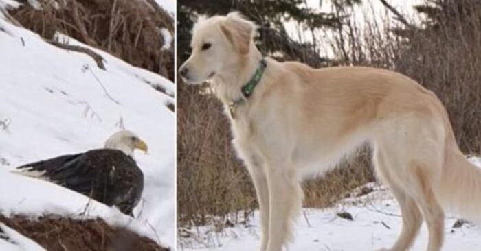  This wonderful golden retriever saw a wounded eagle and immediately began to help him
