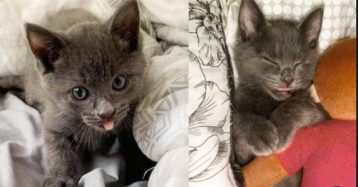  The beautiful kitten with the name “Bleep” is abandoned in a yard