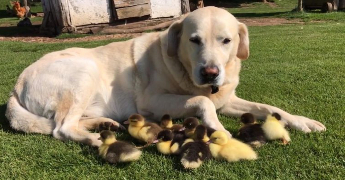  An extremely intelligent Labrador who has taken in more than nine orphaned ducklings