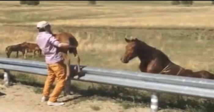  Here is great kindness: a motorist saved a foal and reunited him with his mother