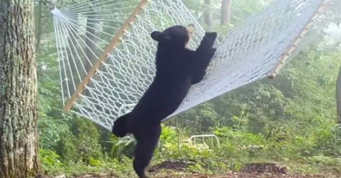 Beautiful story: this caring woman bought a hammock for a giant bear and her babies