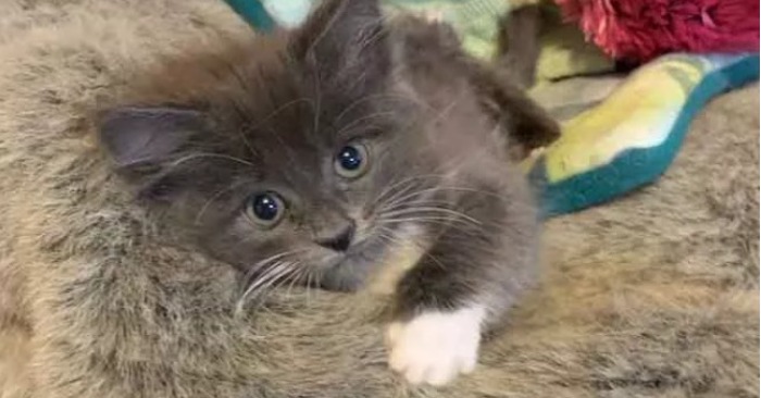  Unique kitten: this special needs little cat loved life and won millions of hearts