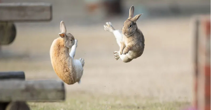  Photos taken at just the right moment depict this dramatic aerial battle between two rabbits