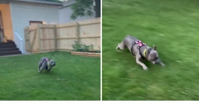  Rescued pit bull never stops worrying because he already has his own garden