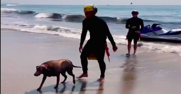  Beautiful scene: rescuers greeted the rescued dog, which swam 600 meters from the shore