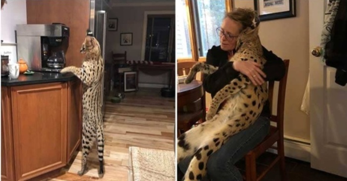  Beautiful story: missing African cat finally found and reunited with his owner