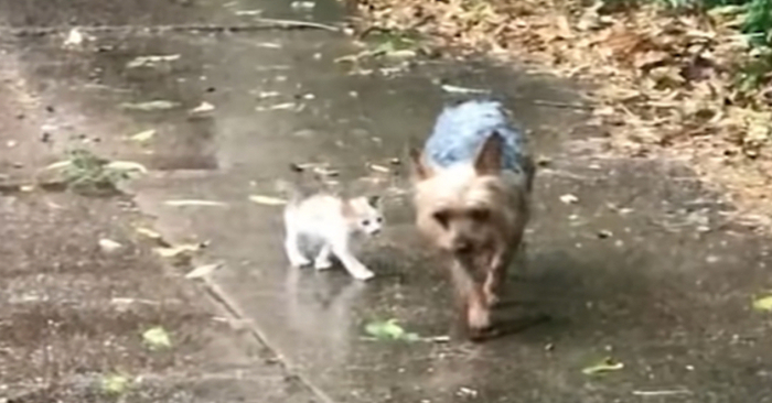  A cute little dog returns with a newly found homeless and abandoned kitten