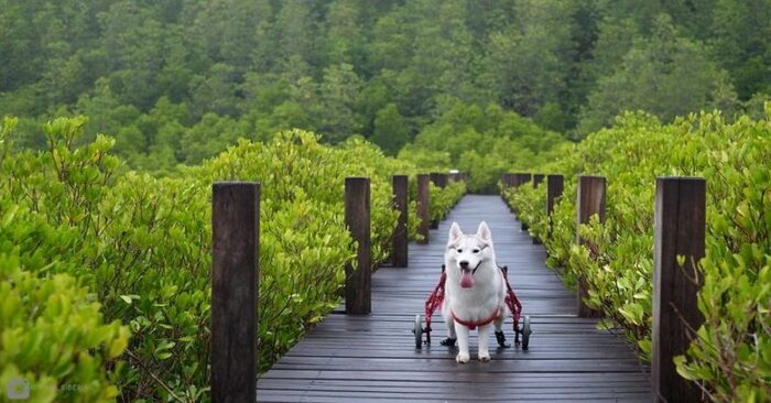  Good story: cute husky, born without legs but given a new life thanks to a wheelchair