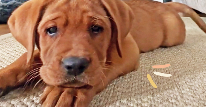  Funny story: this cute puppy played with the phone’s camera and won millions of hearts with it