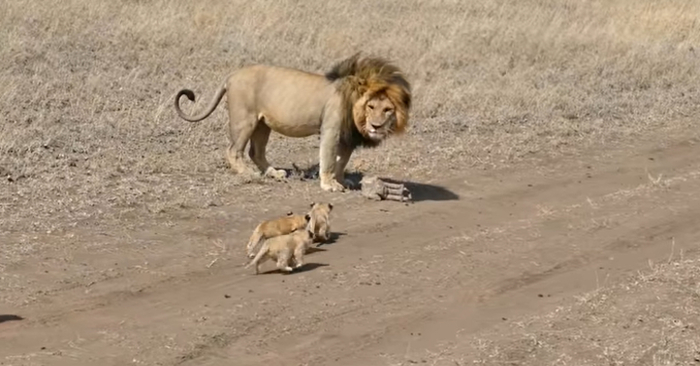  The lion father is doing his best to feed and educate his young cubs