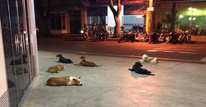  Cute scene: these loyal cute dogs were waiting outside the hospital for their homeless owner to return
