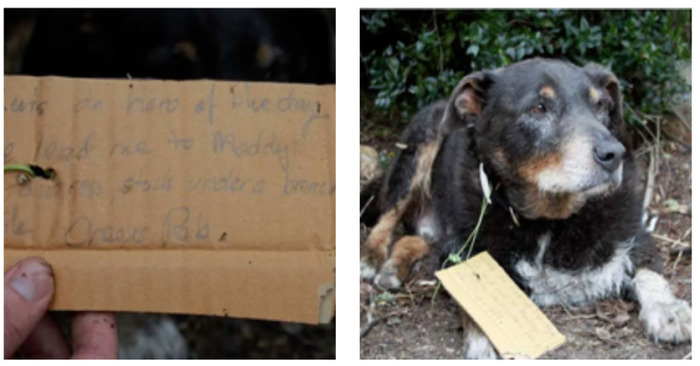  The family’s lost dog returns home with a handwritten message praising him as a hero
