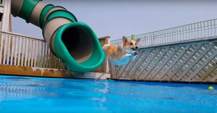  Cute scene: this corgi pool party was the most interesting event for everyone