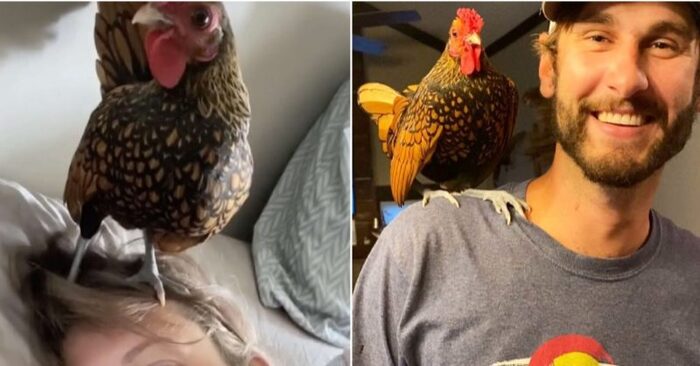  This is a surprise: this woman was surprised when she saw a homeless rooster in the living room