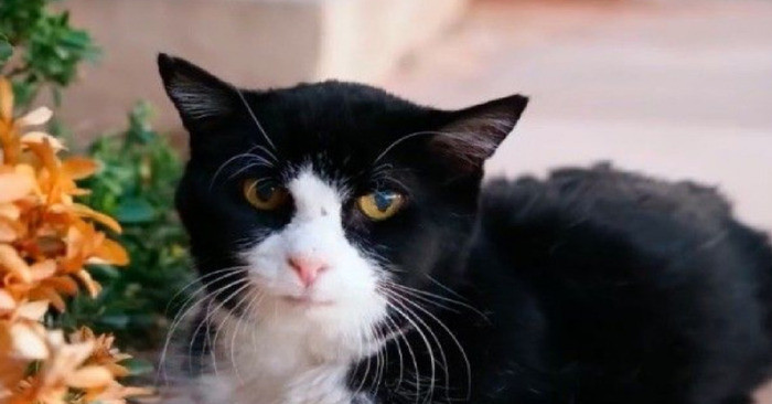  Dexter, a 20-year-old senior cat, was adopted from the shelter by a loving family