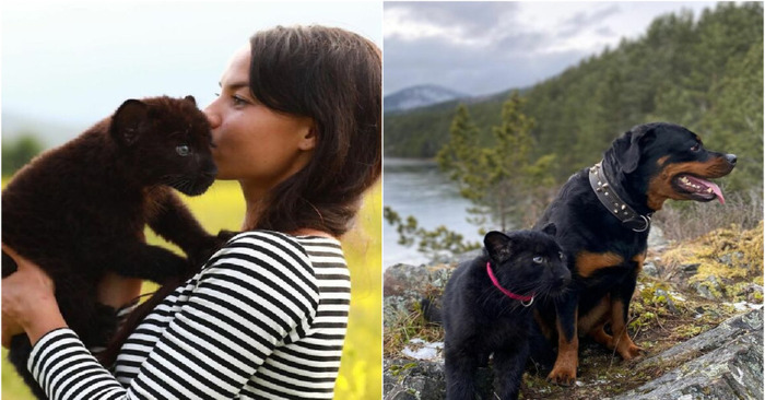  A pantheris being raised by a compassionate woman and her Rottweiler