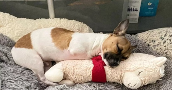  What a cute dog: a Chihuahua without front paws loves to cuddle with his soft toys