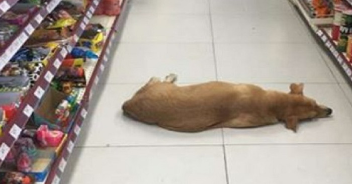  In order to allow a stray dog, the store opens its doors