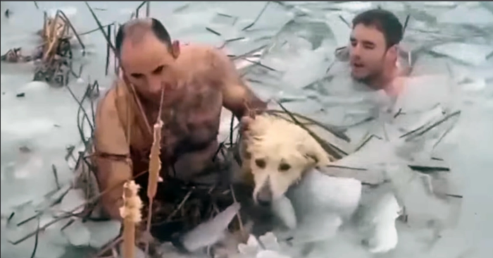  Real heroes: kind and caring officers could save a dog frozen in the lake