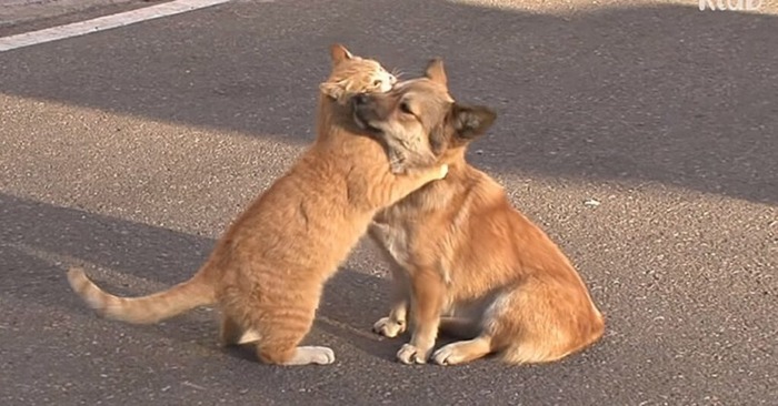  An abandoned dog becomes a homeless cat his lone companion