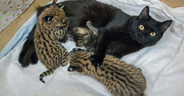  Two domestic cats became adoptive mothers for caracal serval and far eastern cat babies at the