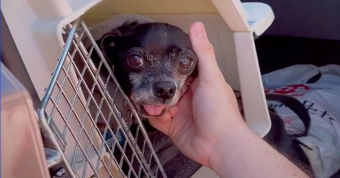  Lovely story: pilot saves Chihuahua’s life, and he expresses his gratitude