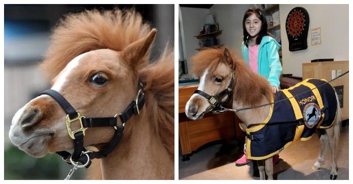  Sweet story: this beautiful horse helps all sick children and wins millions of hearts
