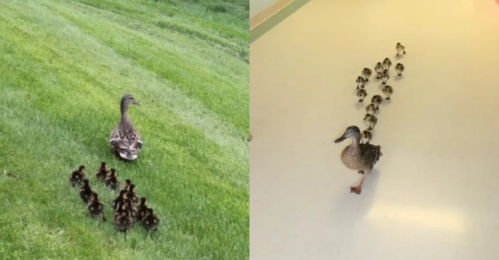  A wonderful story: mom-duck annually takes her ducklings in the same nursing home